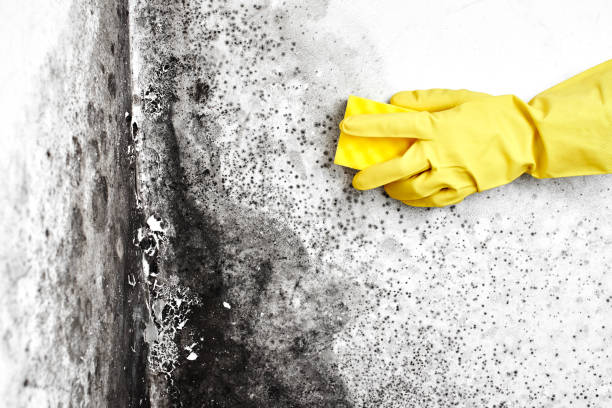 Best Black Mold Remediation in Midvale, UT