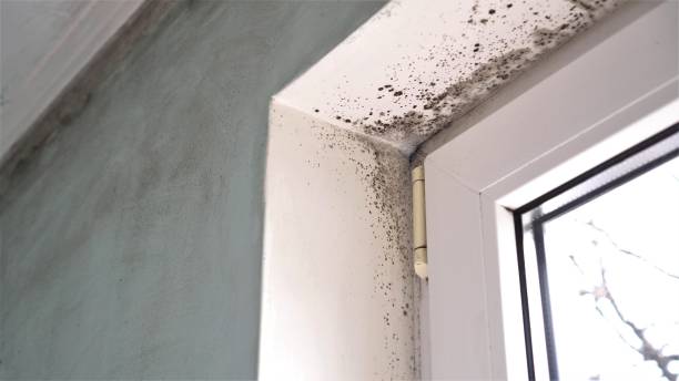 Best White Mold Remediation in Midvale, UT