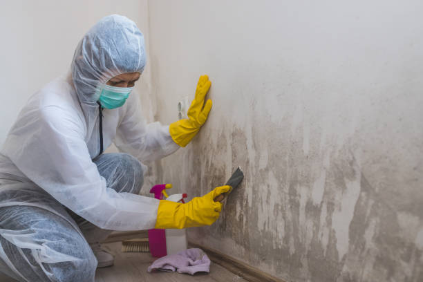 Best Residential Mold Remediation in Midvale, UT