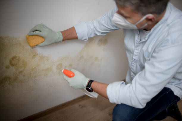 Best Commercial Mold Remediation in Midvale, UT